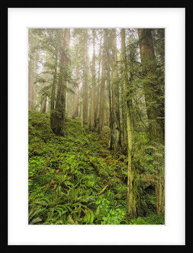Redwood Trees in Morning Fog with Sunrays by Anonymous