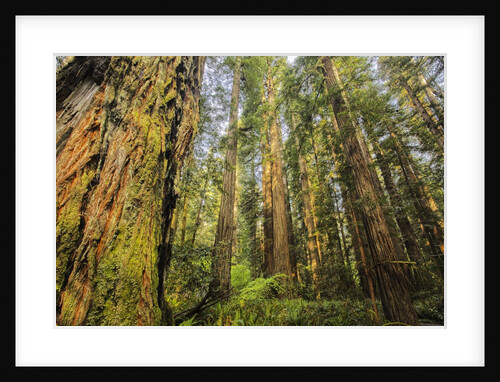 Redwood Trees in Morning Fog with Sunrays by Anonymous