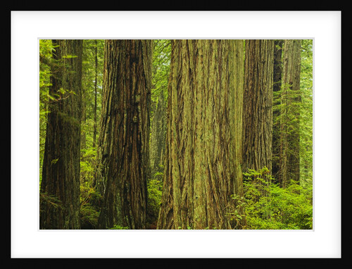 Redwood Trees in Morning Fog by Anonymous