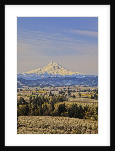 Cherry Orchards of the Oregon Columbia Gorge With Mt. Hood in the Back Drop by Anonymous