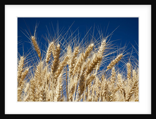 Close up Look at Harvest Wheat and Blue Sky by Anonymous