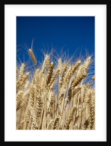 Close up Look at Harvest Wheat and Blue Sky by Anonymous