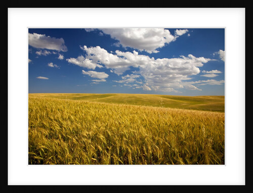 Rolling Hills of Harvest Wheat by Anonymous