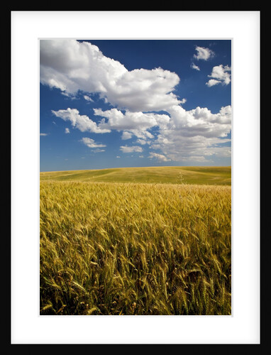 Rolling Hills of Harvest Wheat by Anonymous