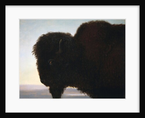 Buffalo Head by Albert Bierstadt