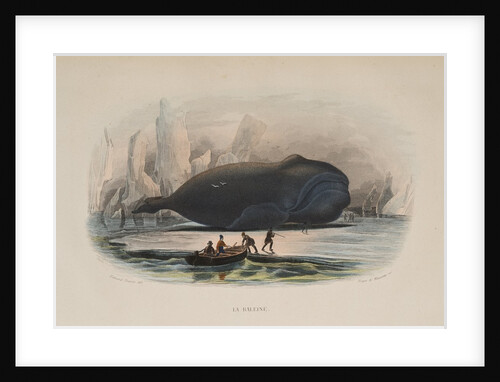 The Whale by Anonymous