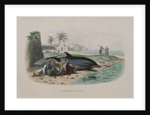 Dolphin by Anonymous