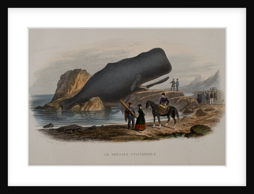 The Sperm Whale by Anonymous