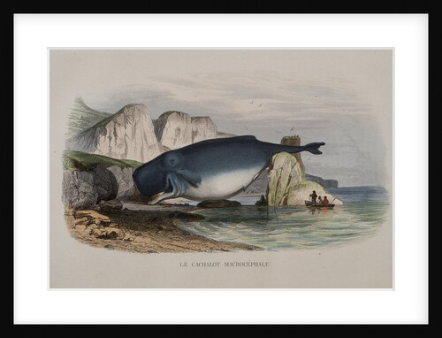 The Cachalot Macrocephale by Anonymous