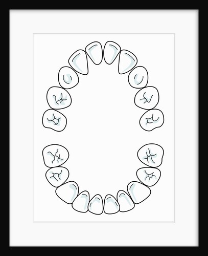 Milk tooth, drawing by Anonymous