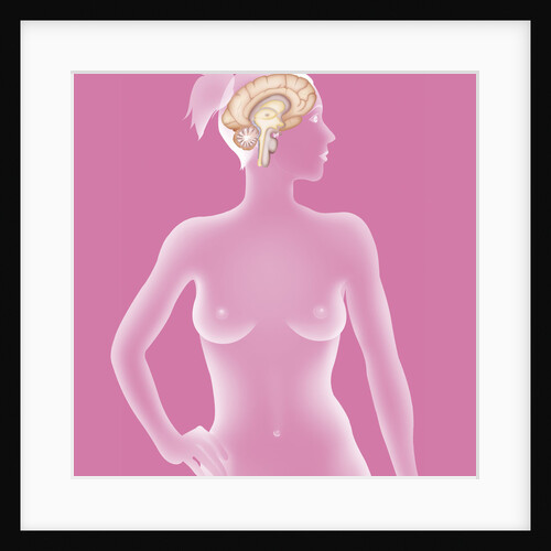 Brain, drawing by Anonymous