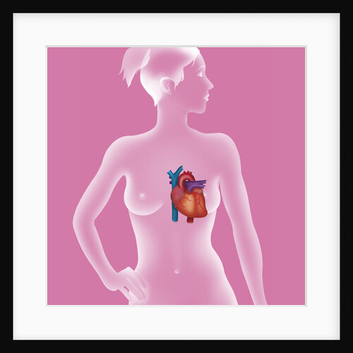 Heart, illustration by Anonymous