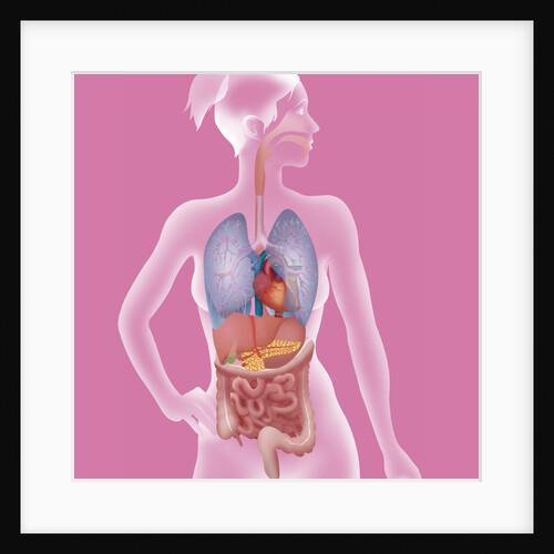 Anatomy, trunk by Anonymous