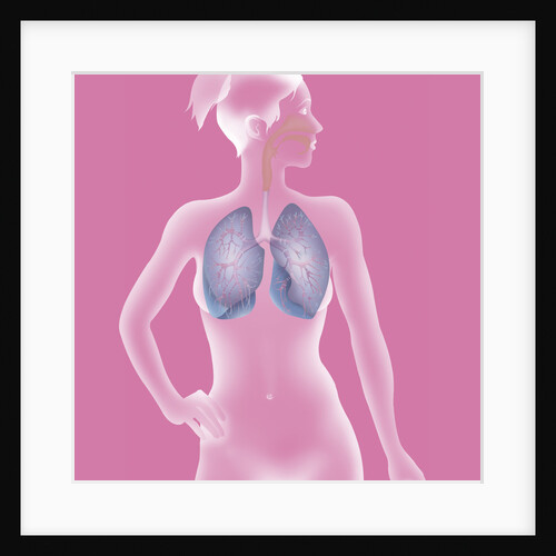 Respiratory tract, drawing by Anonymous