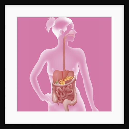 Digestive system, illustration by Anonymous