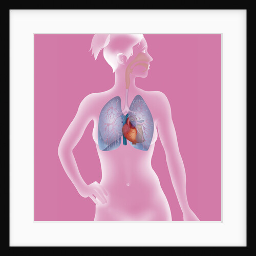 Thorax, anatomy by Anonymous