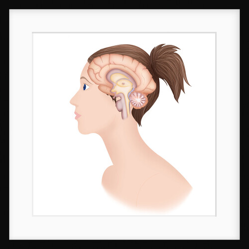 Brain, drawing by Anonymous