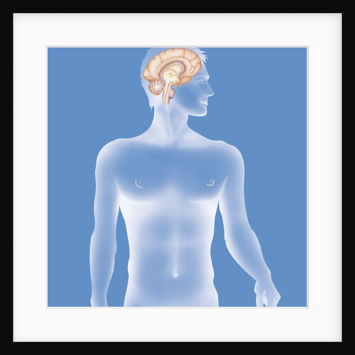 Brain, drawing by Anonymous