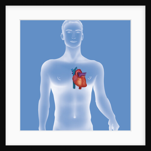 Heart, illustration by Anonymous