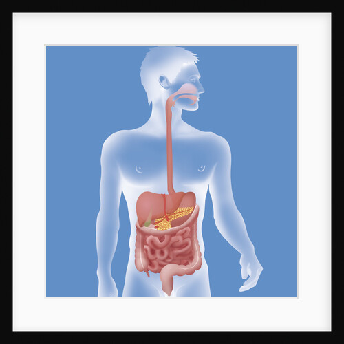 Digestive system, illustration by Anonymous