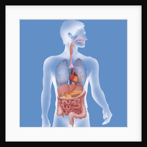 Anatomy, trunk by Anonymous