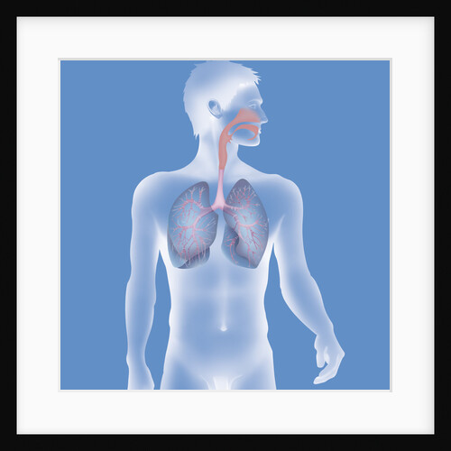 Respiratory tract, drawing by Anonymous