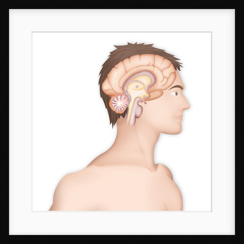 Brain, drawing by Anonymous