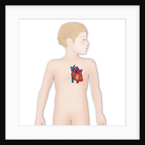 Heart, illustration by Anonymous