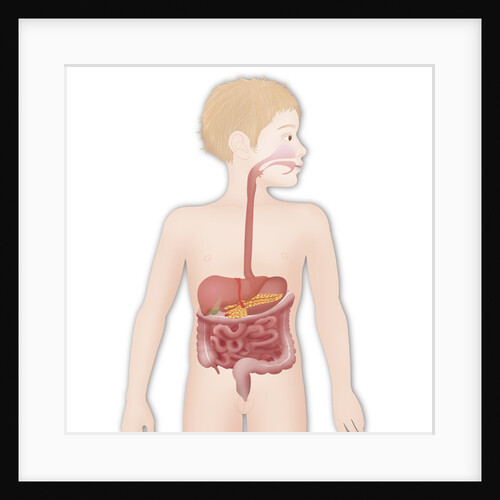 Digestive system, illustration by Anonymous