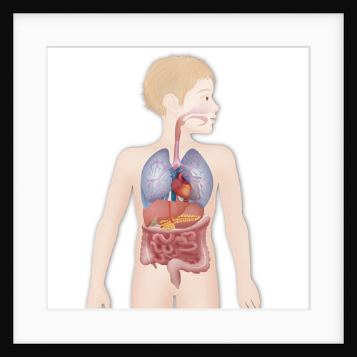 Anatomy, trunk by Anonymous