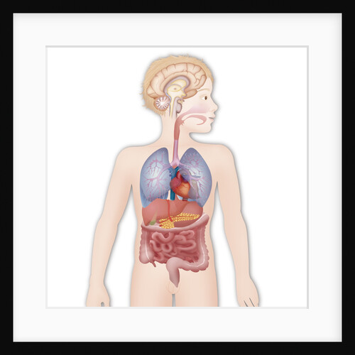 Anatomy by Anonymous