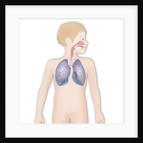 Respiratory tract, drawing by Anonymous