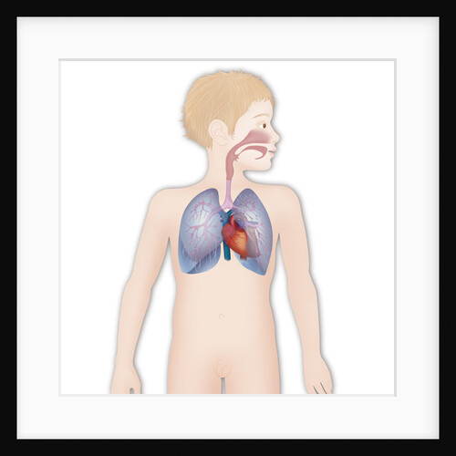Thorax, anatomy by Anonymous
