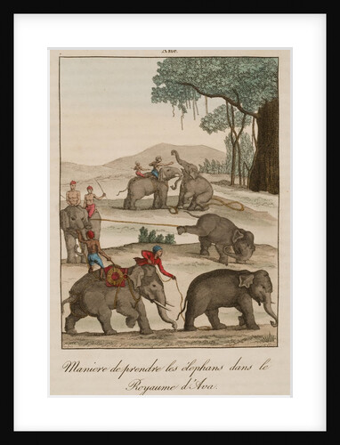 Taking Elephants in Burma by Anonymous