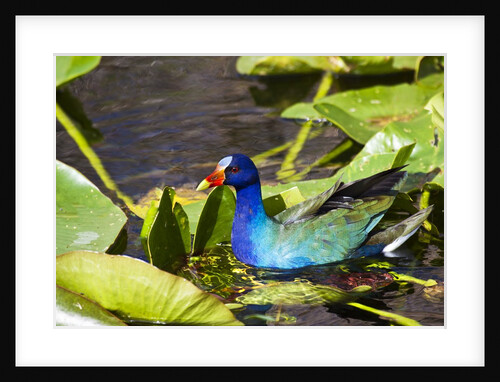 Purple Gallinule on Lily Pads by Anonymous