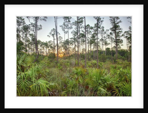 Sunrise in Mahogany Hammock by Anonymous
