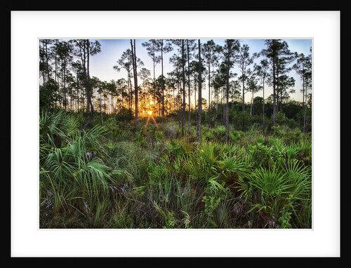 Sunrise in Mahogany Hammock by Anonymous