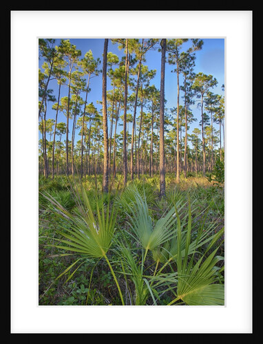 Pine Forest in Long Pine area of Everglades NP by Anonymous