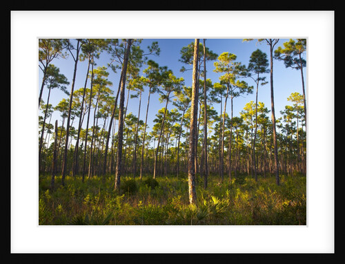 Pine Forest in Long Pine area of Everglades NP by Anonymous