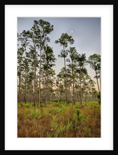 Pine Forest in Long Pine area of Everglades NP by Anonymous