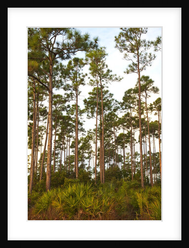 Pine Forest in Long Pine area of Everglades NP by Anonymous