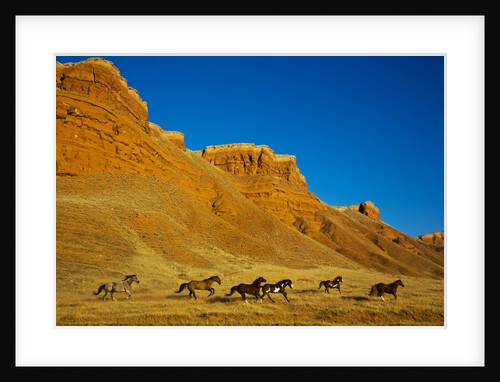 Herd of horses running along the Red Rock hills of the Big Horn Mountains by Anonymous
