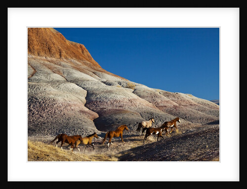 Herd of horses running along the Red Rock hills of the Big Horn Mountains by Anonymous