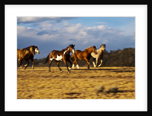 Herd of horses running by Anonymous