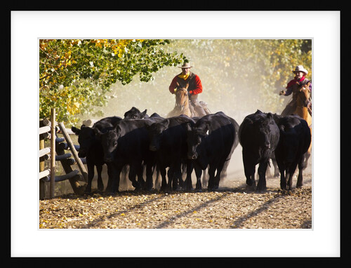 Cowboy and buckaroo herding cattle by Anonymous