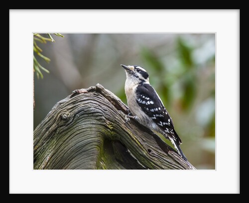 Downy Woodpecker by Anonymous