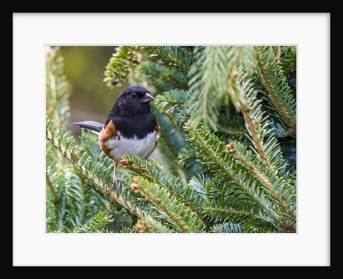 Rufous Towhee by Anonymous