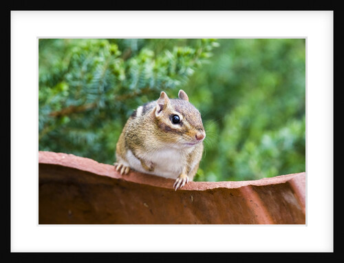 Eastern Chipmunk by Anonymous