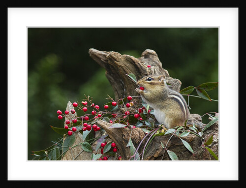 Eastern Chipmunk by Anonymous