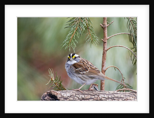 White-throated Sparrow by Anonymous